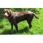 Dog - Labrador Retriever Brown - Female -Schleich 13834 